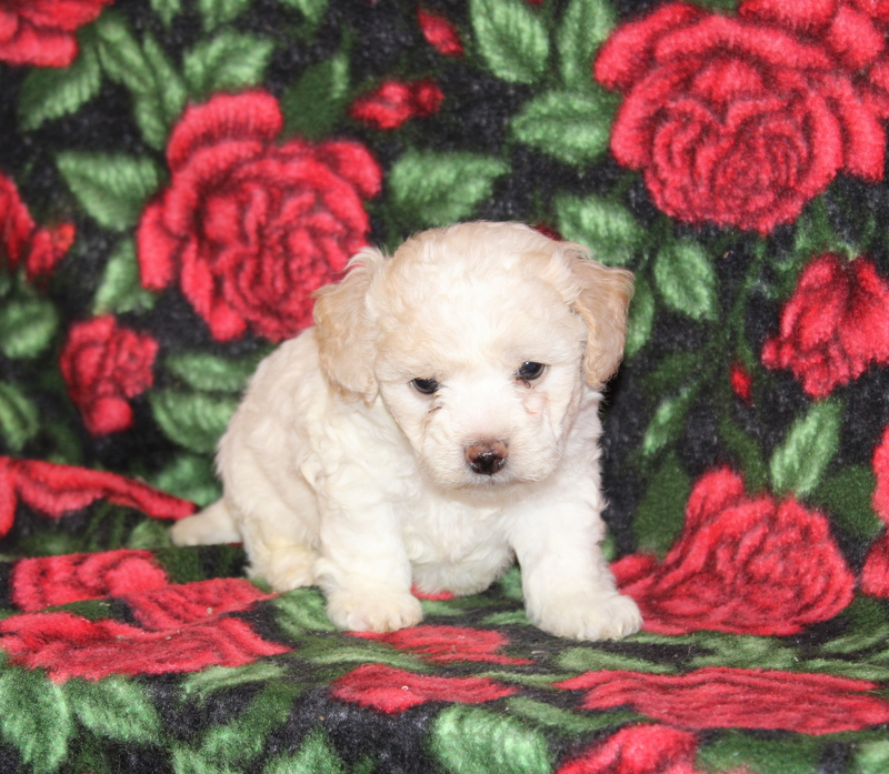 puppy, for, sale, Shi Poo, Matthew B. Stoltzfus, dog, breeder, Gap, PA, dog-breeder, puppy-for-sale, forsale, nearby, find, puppyfind, locator, puppylocator, aca